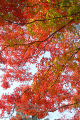 紅葉のカーテン　葉模様