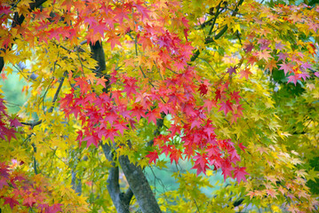 森の紅葉　葉模様