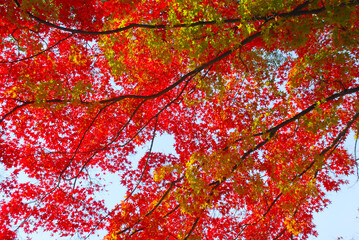紅葉のカーテン　葉模様