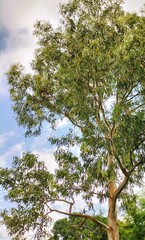 trees in the forest