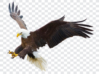 Fototapeta Bald eagle flying swoop attack hand draw and paint color on checkered background vector obraz