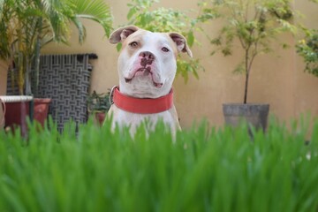 american pitbull dog