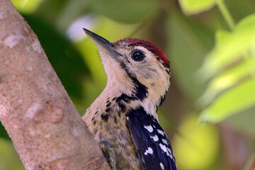 The Most Beautiful Bird and symbol of our nice and beautiful planet.........