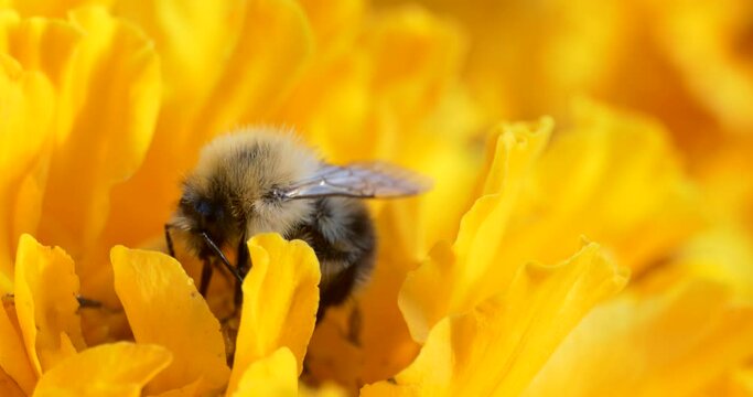 Macro, insects. A bumblebee collects pollen on a yellow flower swaying in the wind.
