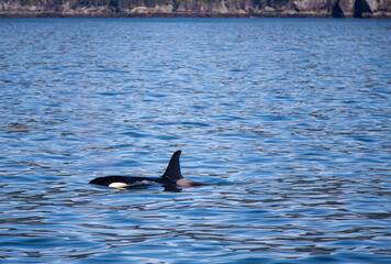 Killer Whale Orca spouting while surfacing to breathe in Kenai Fjords National Park in Seward...
