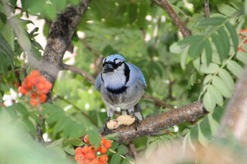 Jay In The Tree