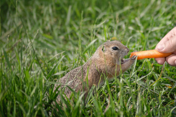 a wild ground squirrel is fed with carrots by hand