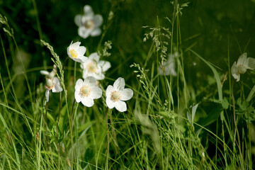 wild white flowers primroses anemones in the green grass