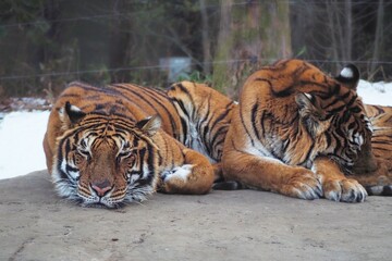 tiger in the zoo