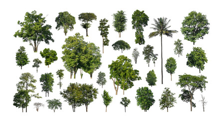 Set of trees silhouette for brush on white background © Sarawut