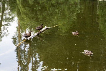 Two ducks are standing on a half-submerged tree trunk, and the other two are swimming.
