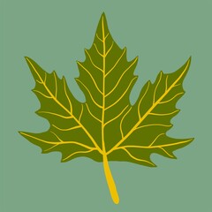 Simplicity maple leaf freehand drawing flat design.