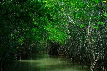 Fototapeta na wymiar Pichavaram mangrooves tamilnadu india
