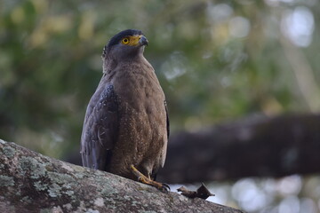 Serpant eagle
