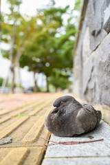 Obraz premium pigeon sitting on the street