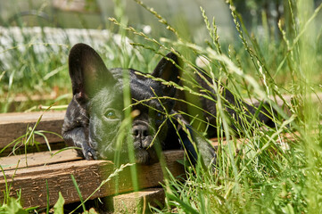 French bulldog is resting in nature. dog in nature laying on grass