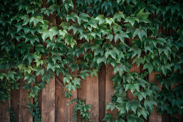 Green ivy leaves on wooden fence background