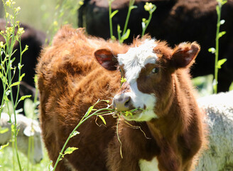 Hereford Steer Grazing Tall Regenerative Pasture