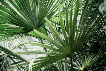 Fototapeta na wymiar Tropical palm leaves lush green foliage background, summer beach background