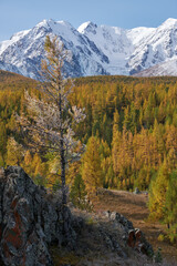 Fototapeta premium Frozen larch tree under hoarfrost. North Chuiskiy Ridge snow mountains is on background.