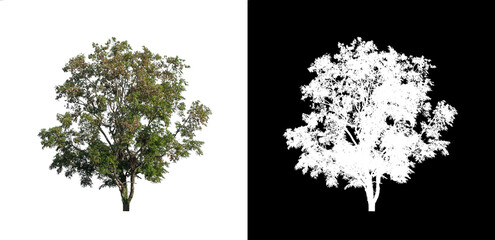 Tree that are isolated on a white background are suitable for both printing and web pages