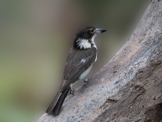 Butcher Bird Face Right