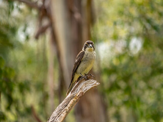 Butcher Bird Facing
