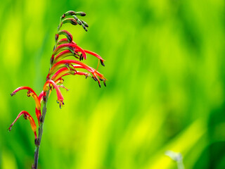 Kangaroo Paw Flower