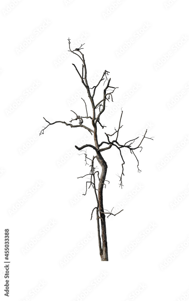 Wall mural dead tree isolated on white background with clipping path and alpha channel