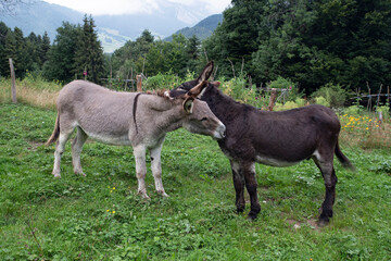 Close-up of two donkeys in a mountain field

