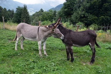Wandaufkleber Close-up of two donkeys in a mountain field  © sissoupitch