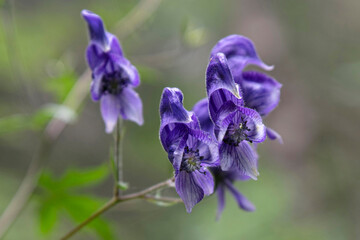 Close-up of a blue wolfsbane flower in the mountains of Chartreuse