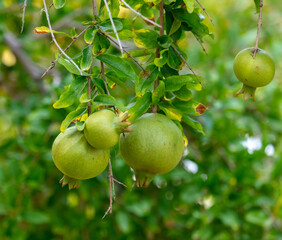 Pomegranate fruit on a tree branch .Nature