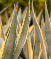 Thorns on the agave in the park.