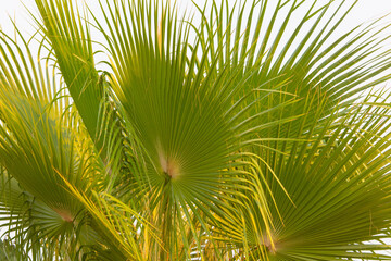 Fototapeta na wymiar Palm tree against the blue sky.