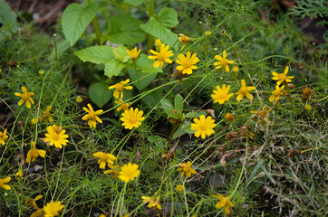 yellow dandelions in a meadow