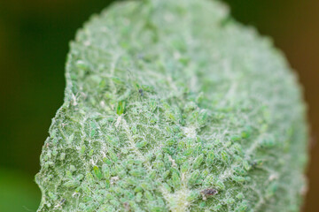 The leaf of the plant is covered with plant pests aphids