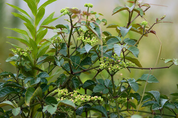 green and yellow leaves