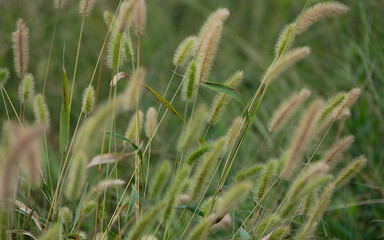 Fototapeta premium grass in the wind