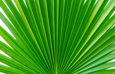 Green palm leaf close-up. The texture of the sheet. A homemade palm tree. Symmetrical rays radiating radially from the center of the sheet.