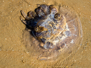 Dead jellyfish washed away by the tide on La Barrosa beach, Sancti Petri, Cadiz