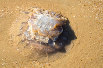 Dead jellyfish washed away by the tide on La Barrosa beach, Sancti Petri, Cadiz