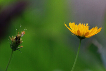 yellow flower on grass