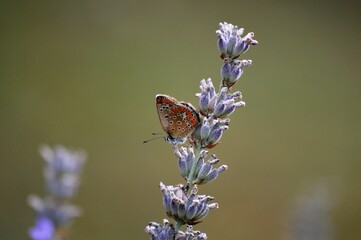 a small butterfly on a purple lavender flower