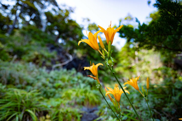 城ヶ崎海岸の花