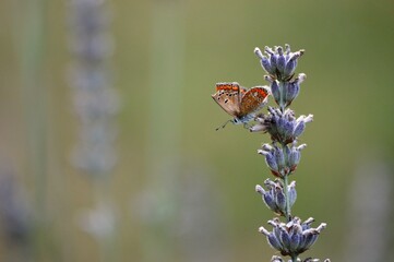 a small butterfly on a purple lavender flower attacked an ant