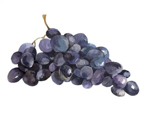 Grape cluster watercolor isolated on white background illustration for all prints.