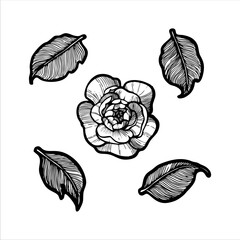 set outline design of flower and leaf for ornament nature design