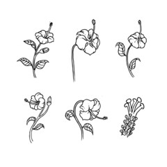 set of hibiscus outline design for nature ornament