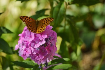 an orange butterfly with large wings on a pink flower